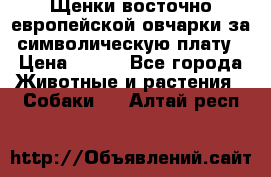 Щенки восточно европейской овчарки за символическую плату › Цена ­ 250 - Все города Животные и растения » Собаки   . Алтай респ.